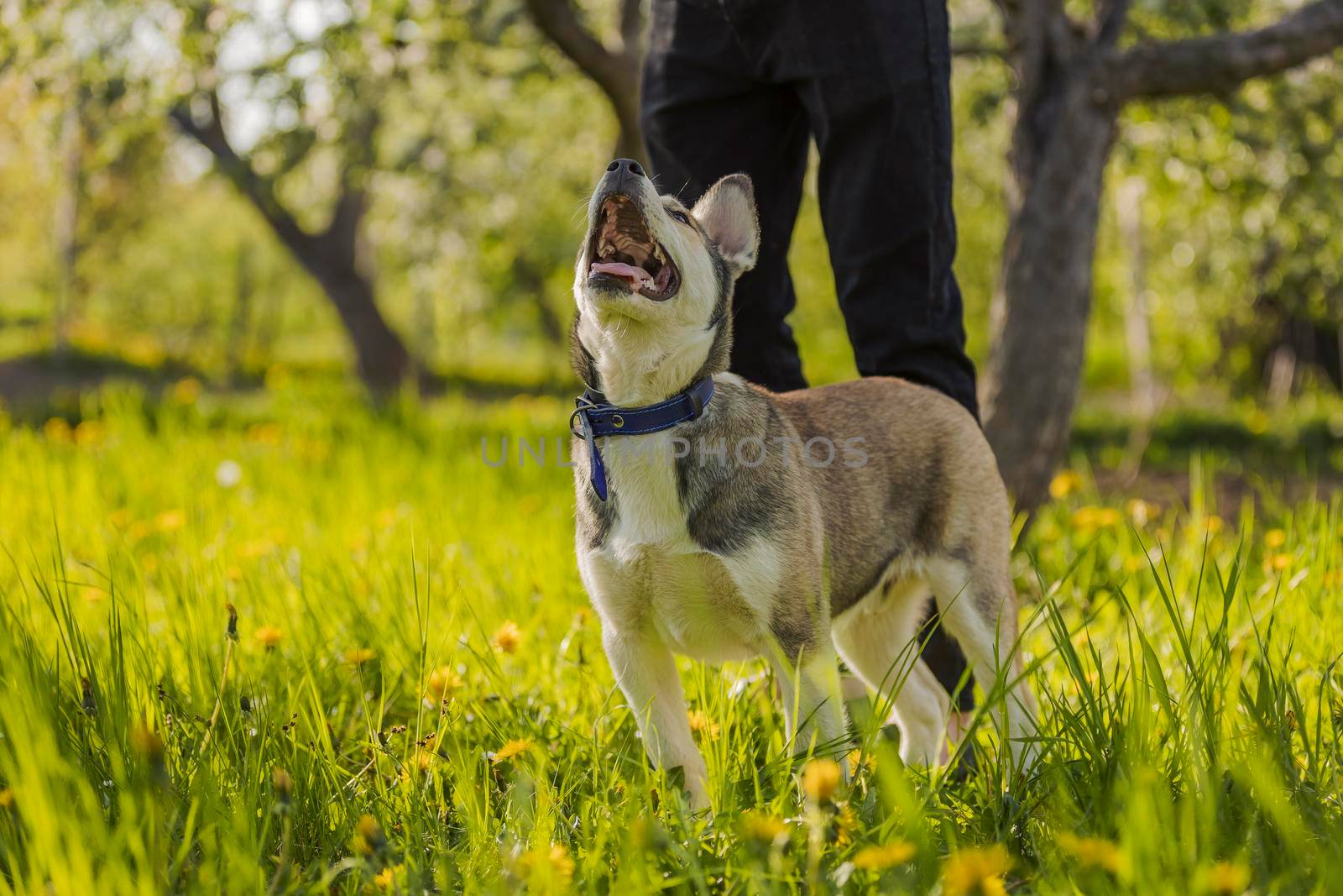 dog breed husky stands in the green grass