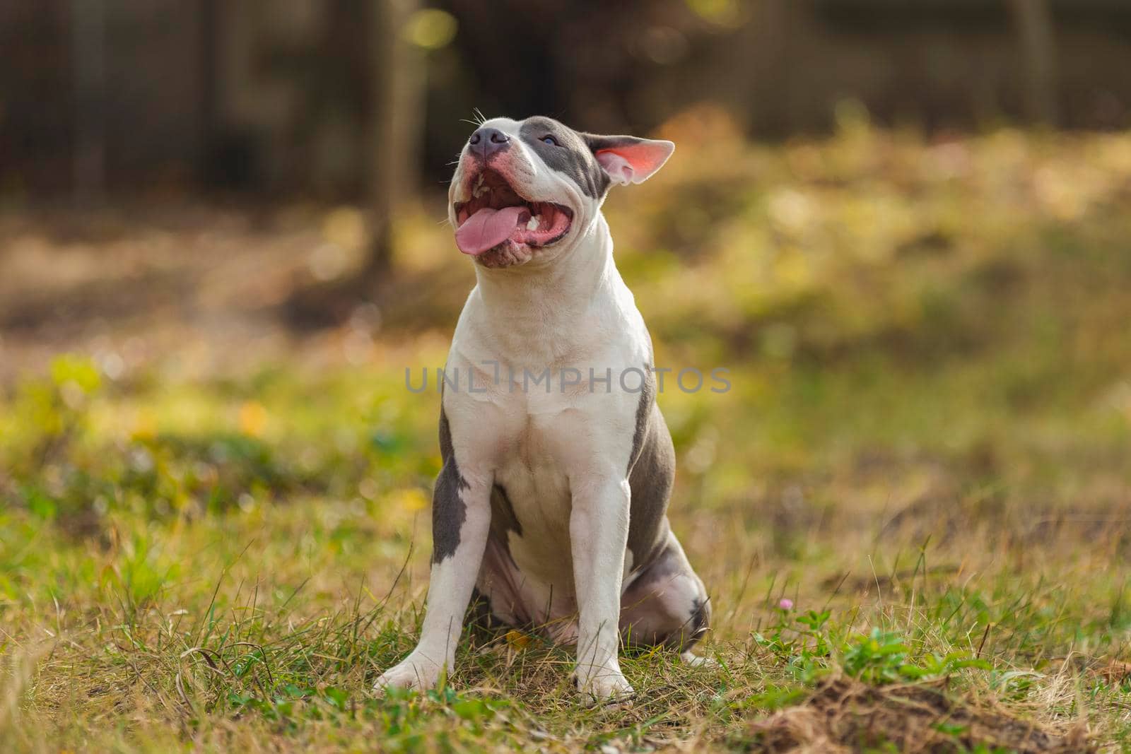 Bull Terrier puppy sits on the playground by zokov
