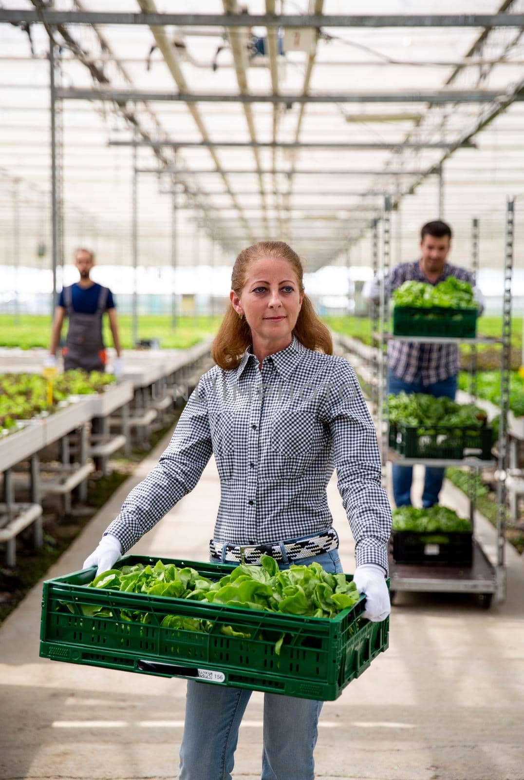 Female entrepreneur farmer holding a box of salad in his hand. Greenhouse salad