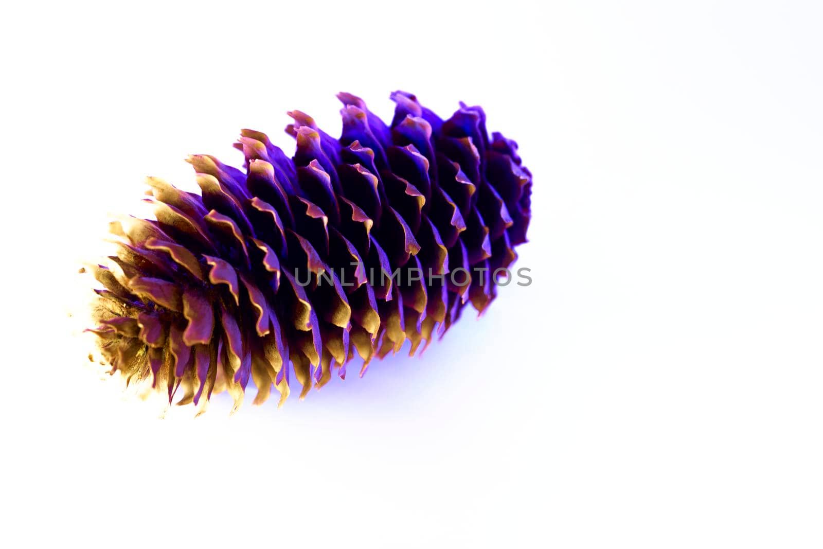 the dry fruit of a conifer, typically tapering to a rounded end and formed of a tight array of overlapping scales on a central axis which a seeds. Brown cone with neon glow isolated on white