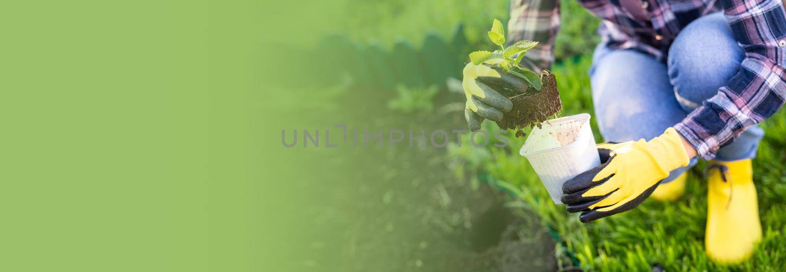 Hand of woman gardener in gloves holds seedling of small apple tree in her hands preparing to plant it in the ground. Tree planting