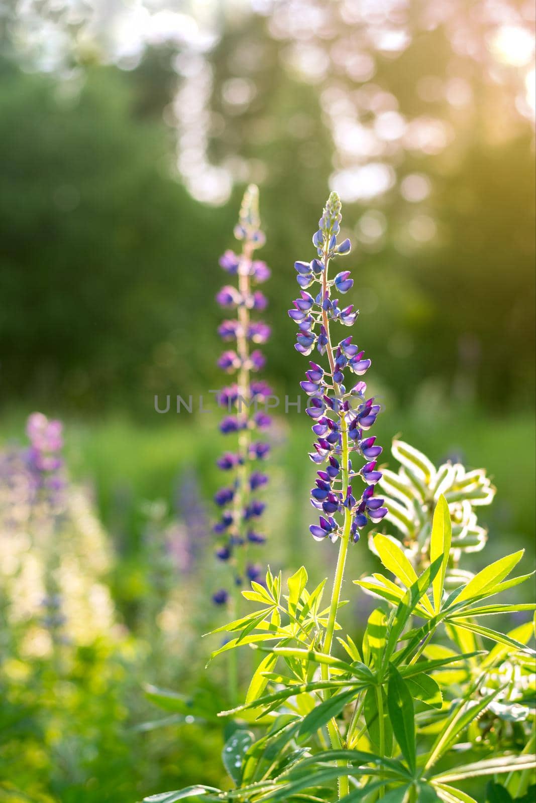 Blue and violet flower of lupine is in the field at sunset