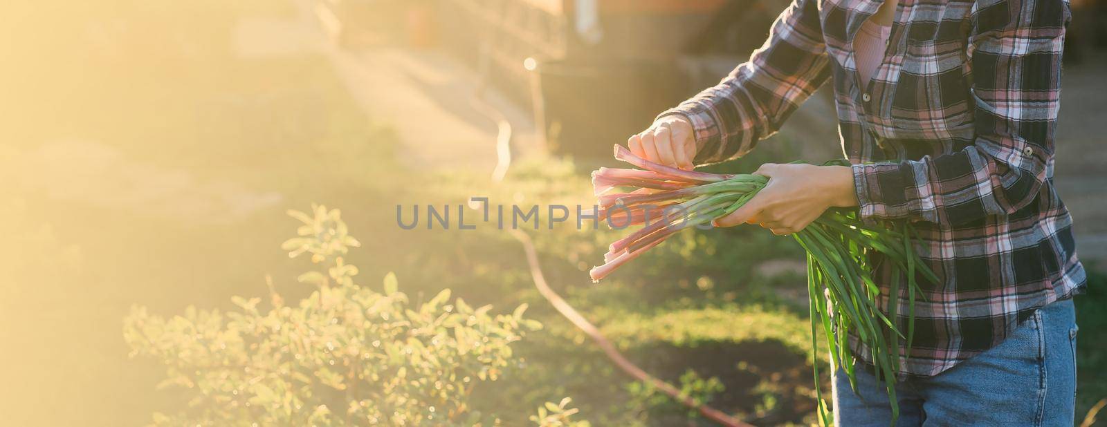 Banner woman gardener holds bunch of green onions on sunny warm spring day copy space. Plant care and harvest concept and hobby by Satura86