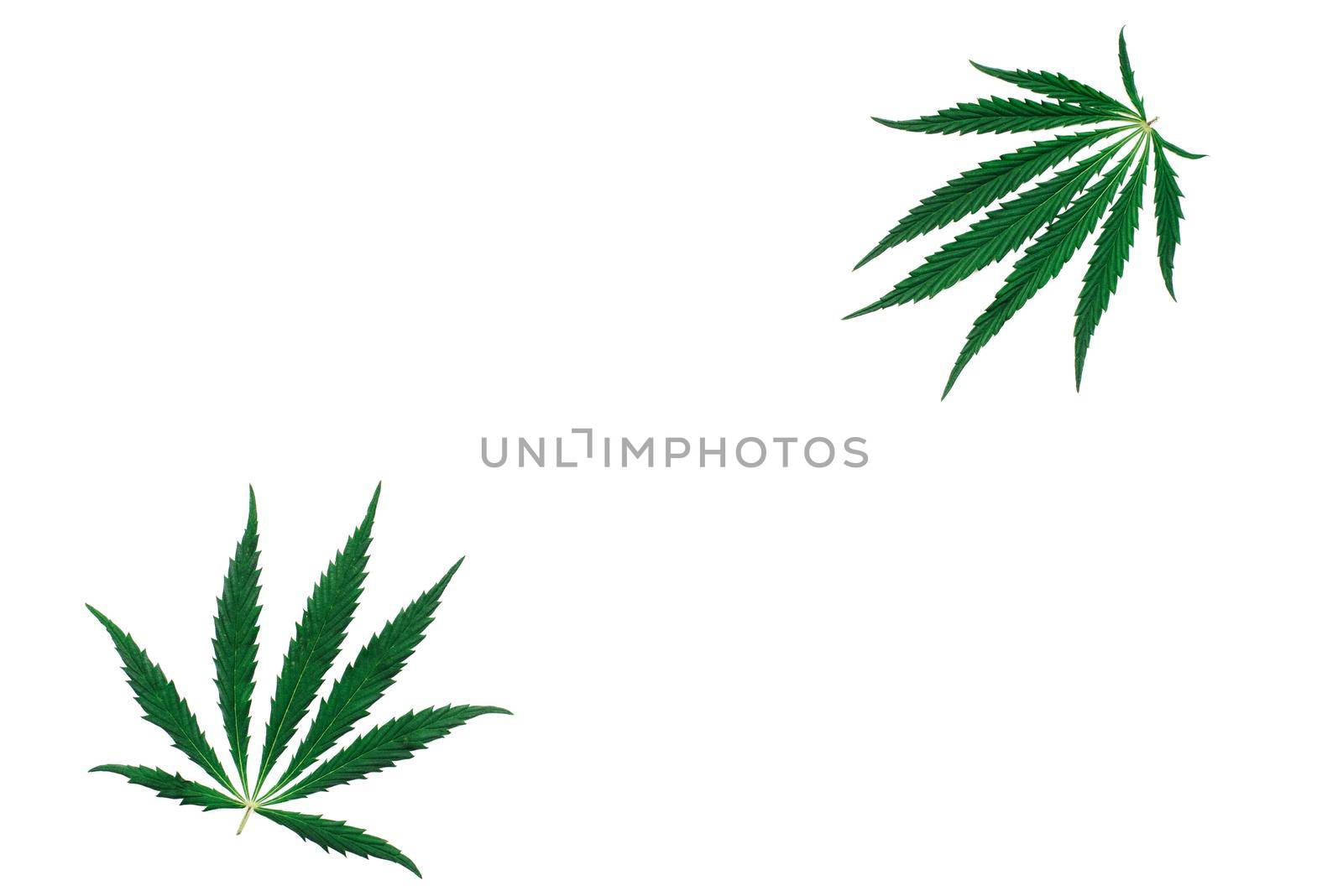 Cannabis leaves isolated on white background. Top view with copy space for your text. flat lay.