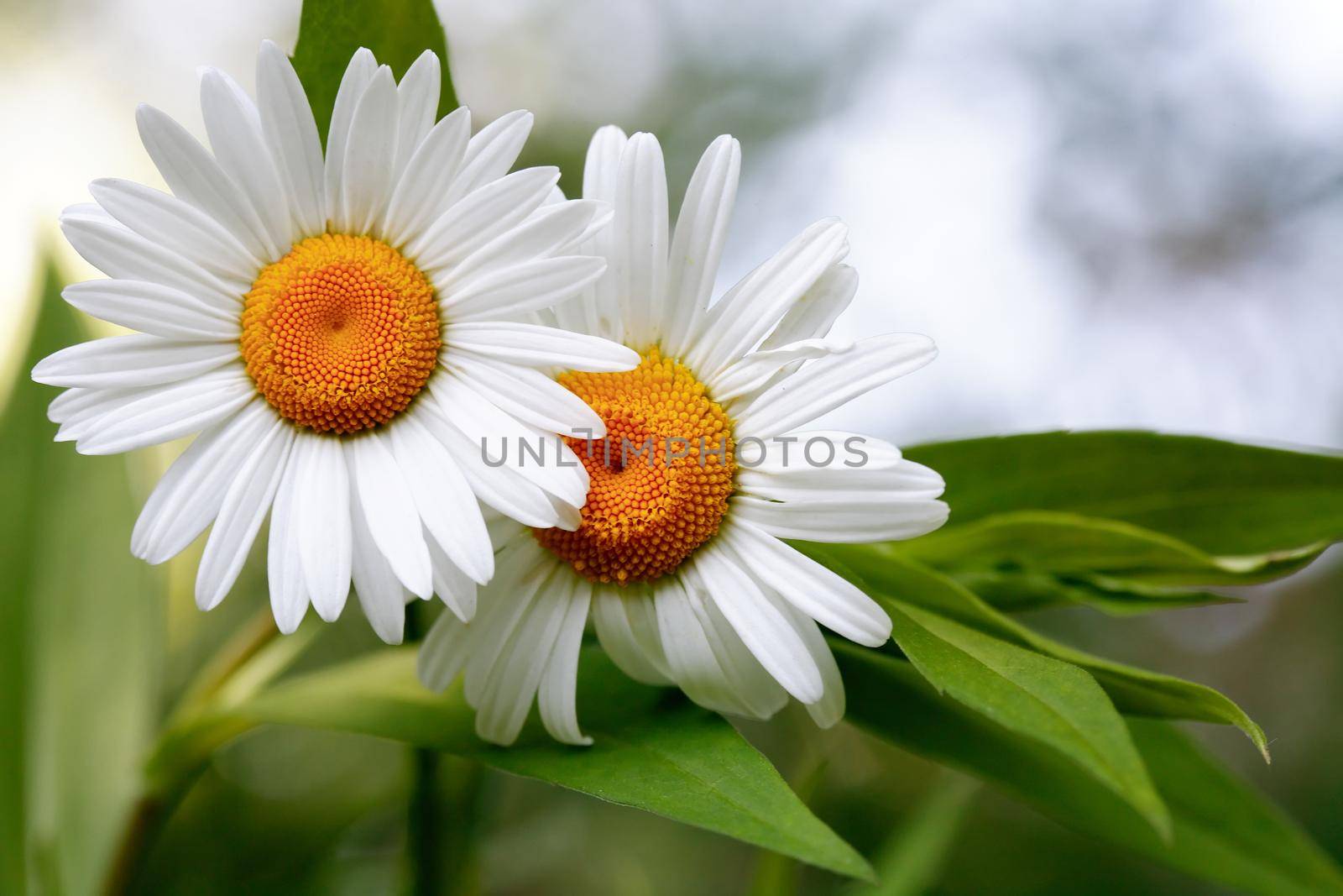 Closeup of field chamomile against freshness green summer background