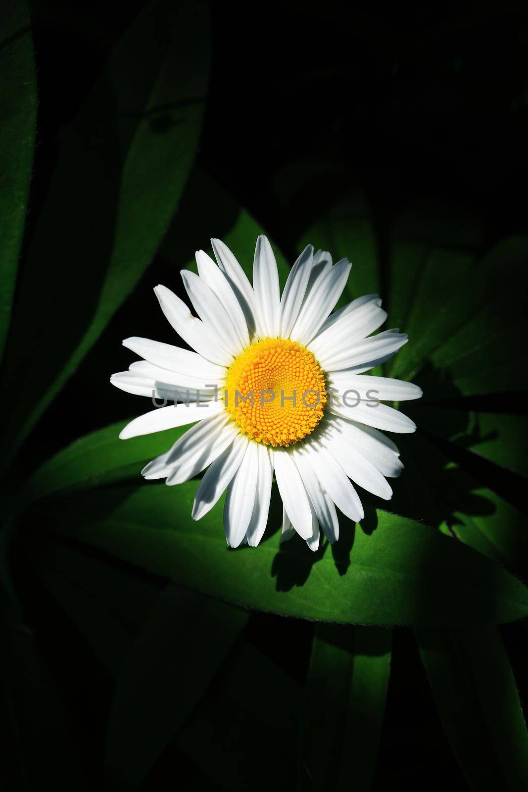 Closeup of field chamomile against freshness green summer background