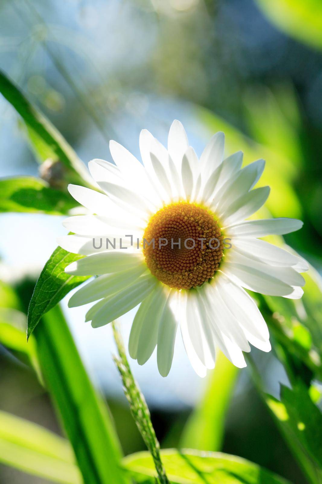 Closeup of field chamomile against freshness green summer background