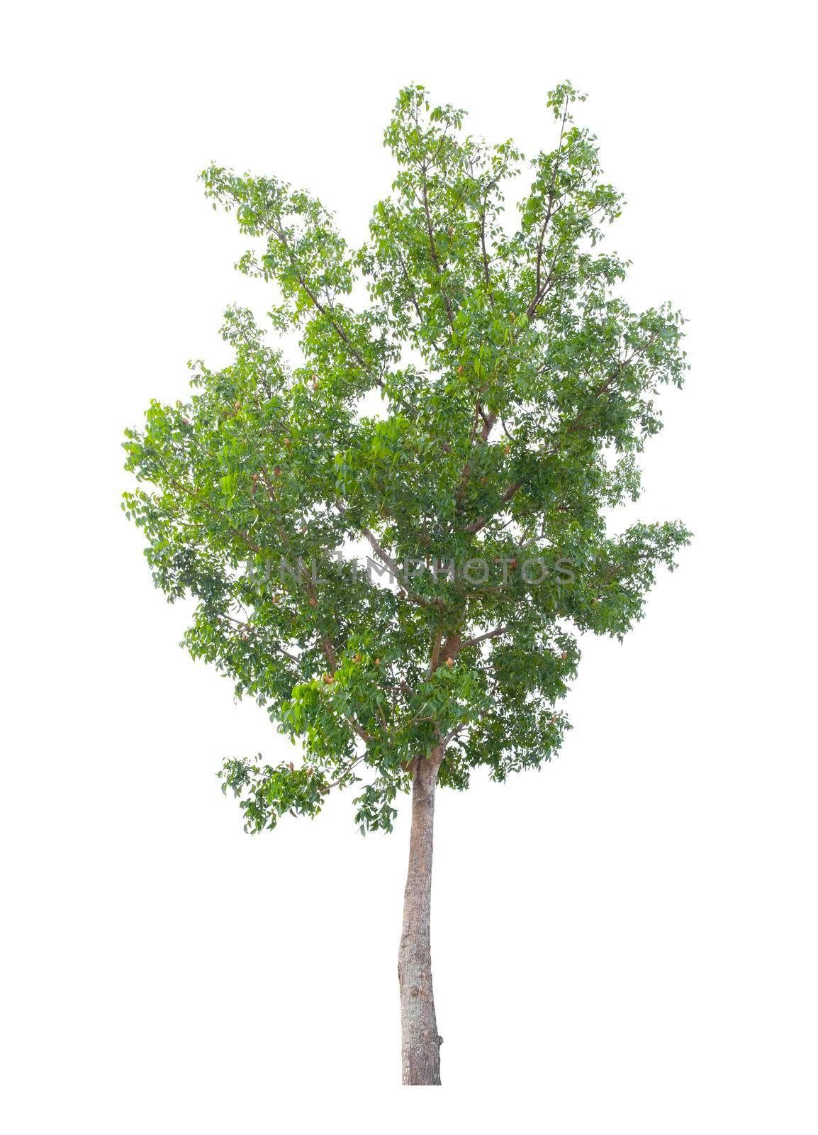 Single Tree isolated on white background, With Clipping path. by Gamjai