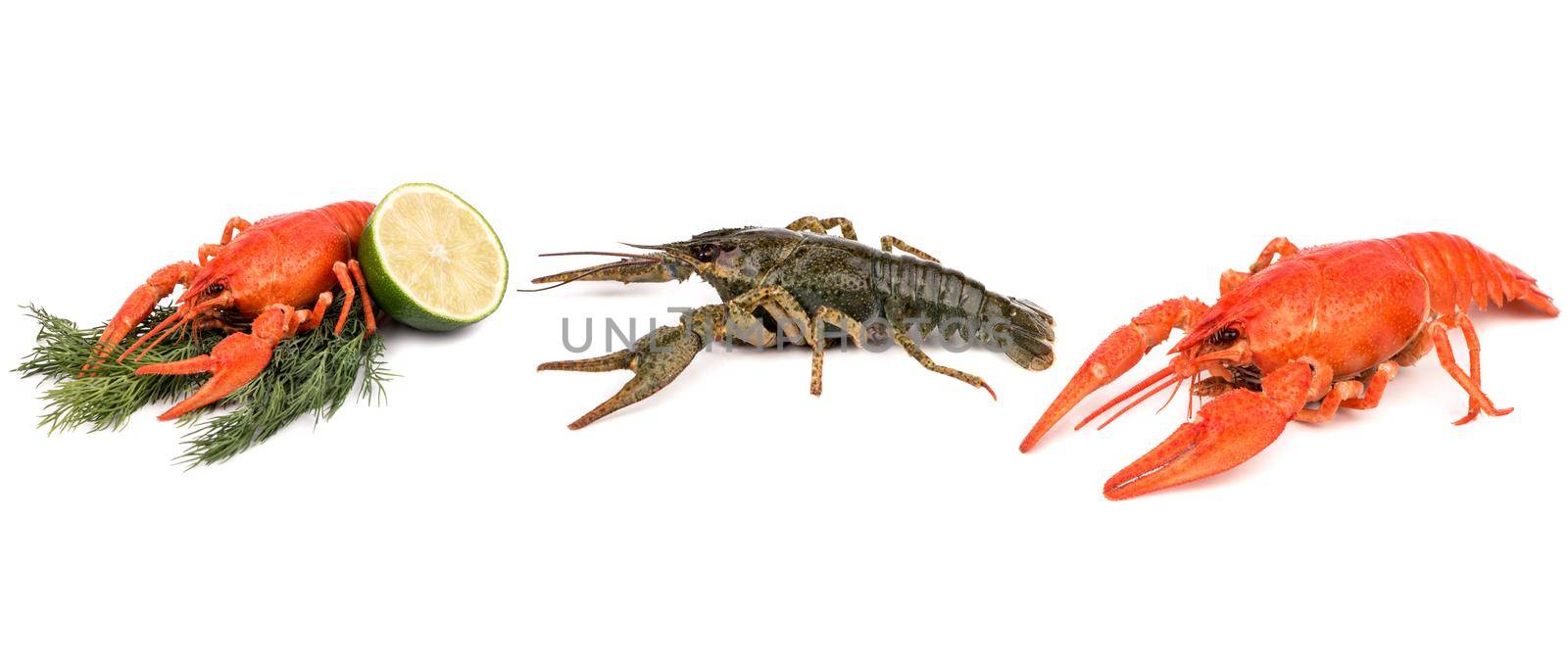 Set boiled and alive crayfishes isolated on white background.