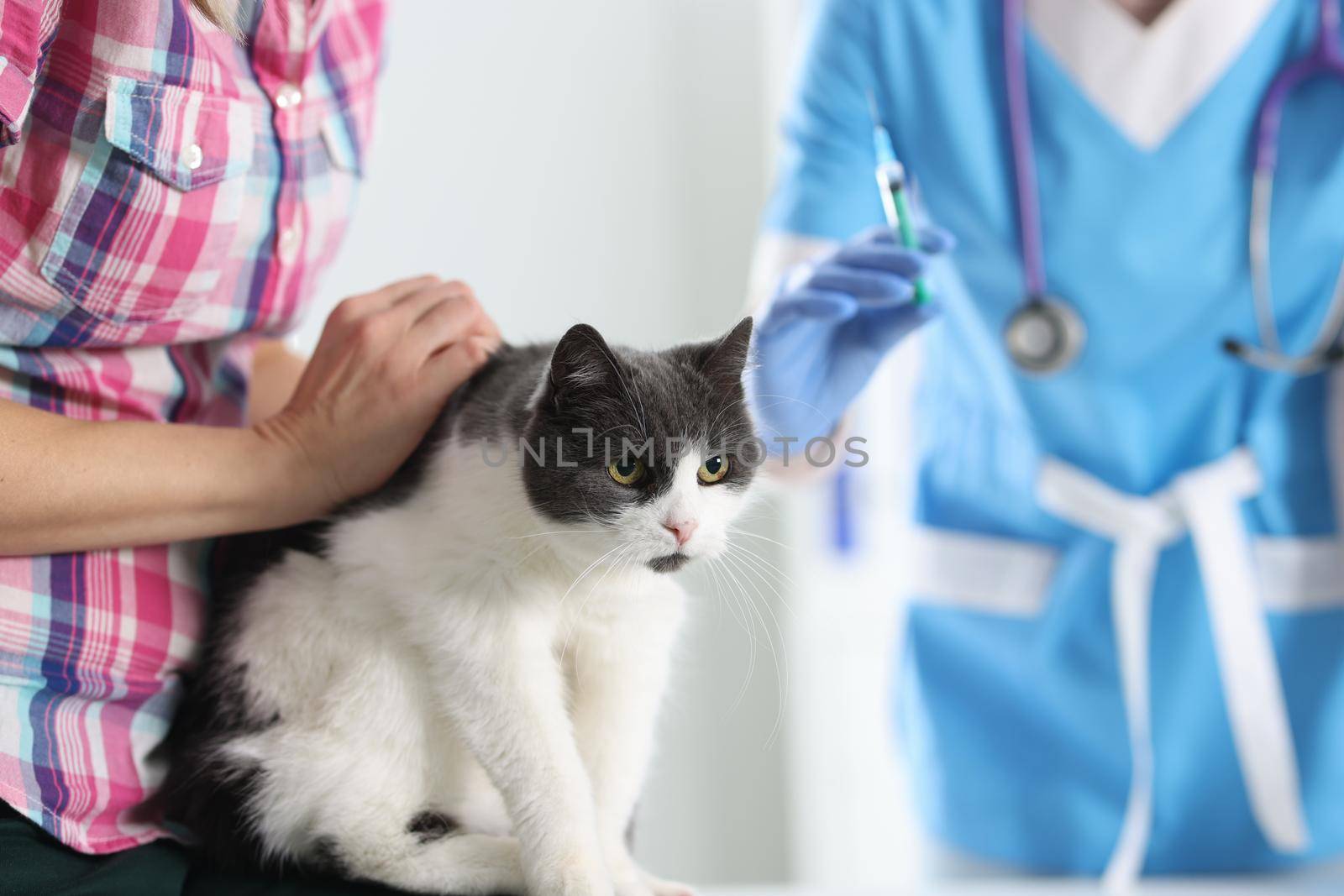 Veterinarian doctor vaccinating cat at vet clinic by kuprevich