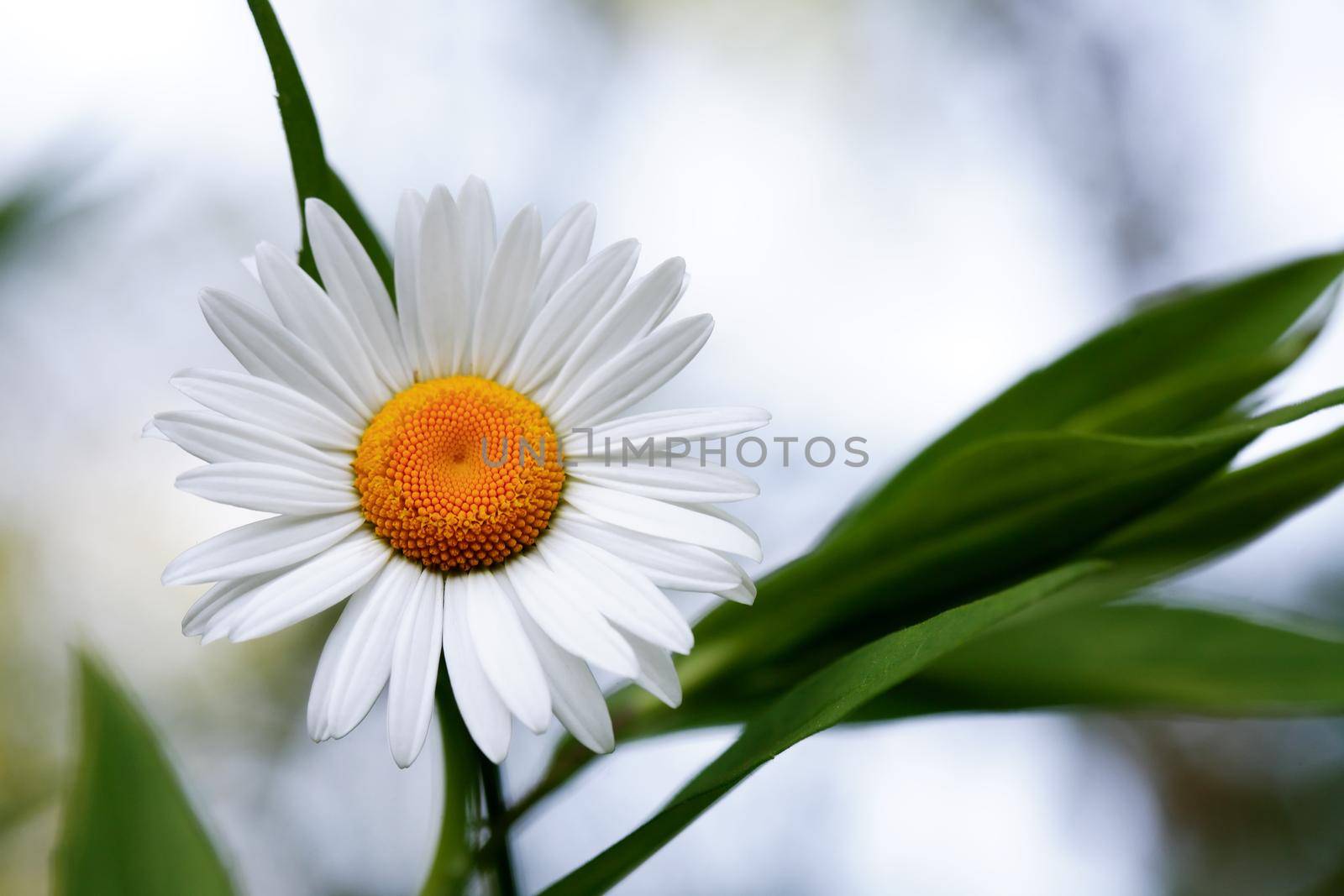 Closeup of field chamomile against freshness green summer background