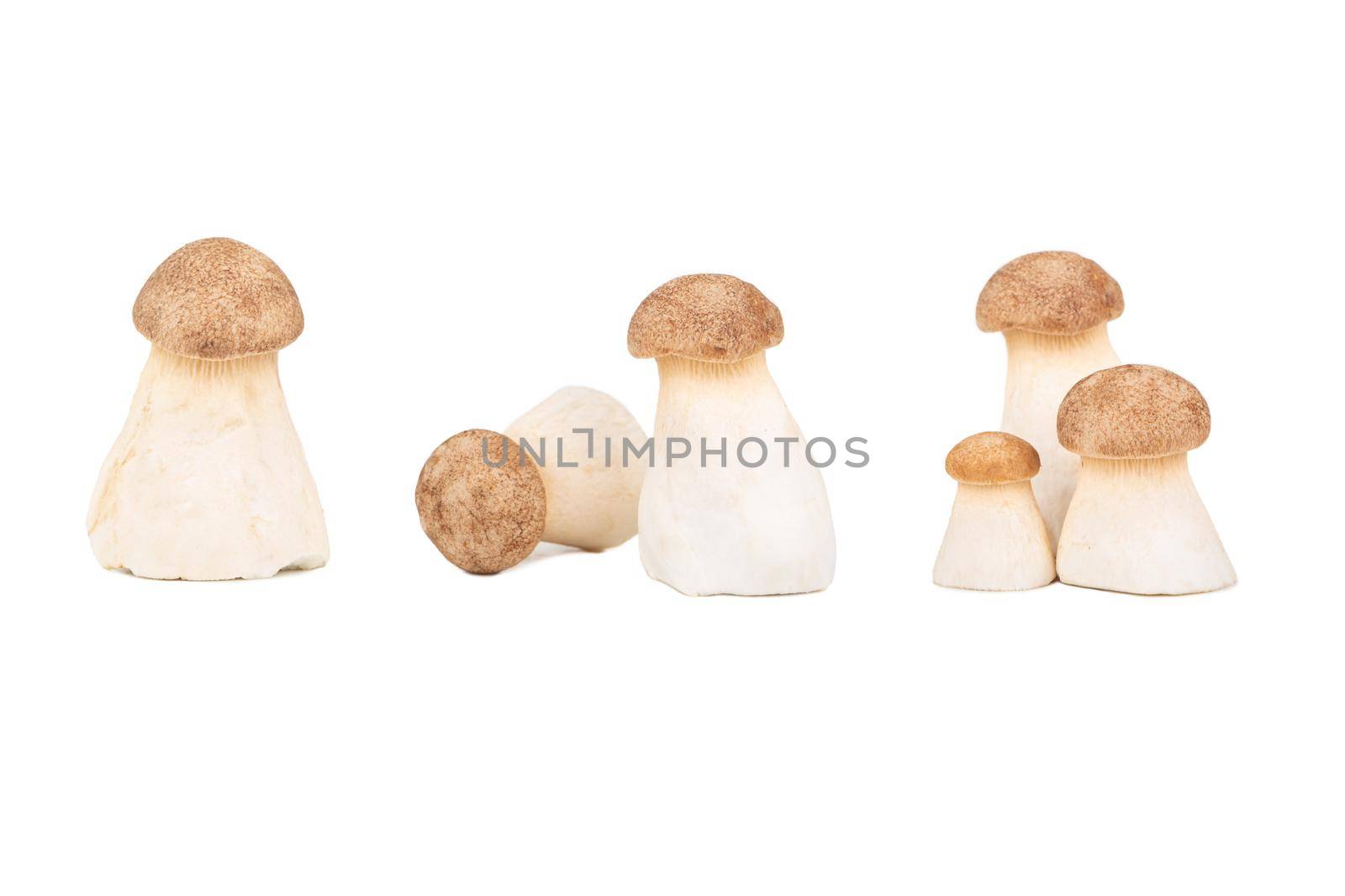 King oyster mushroom Pleurotus eryngii on white background, set