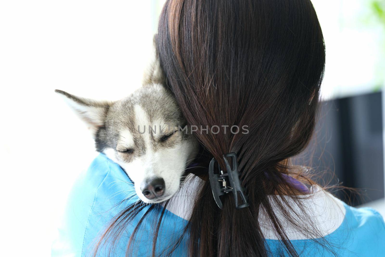 Veterinarian holds cute sleeping husky dog in arms. Veterinarian services and friendly contact with animals