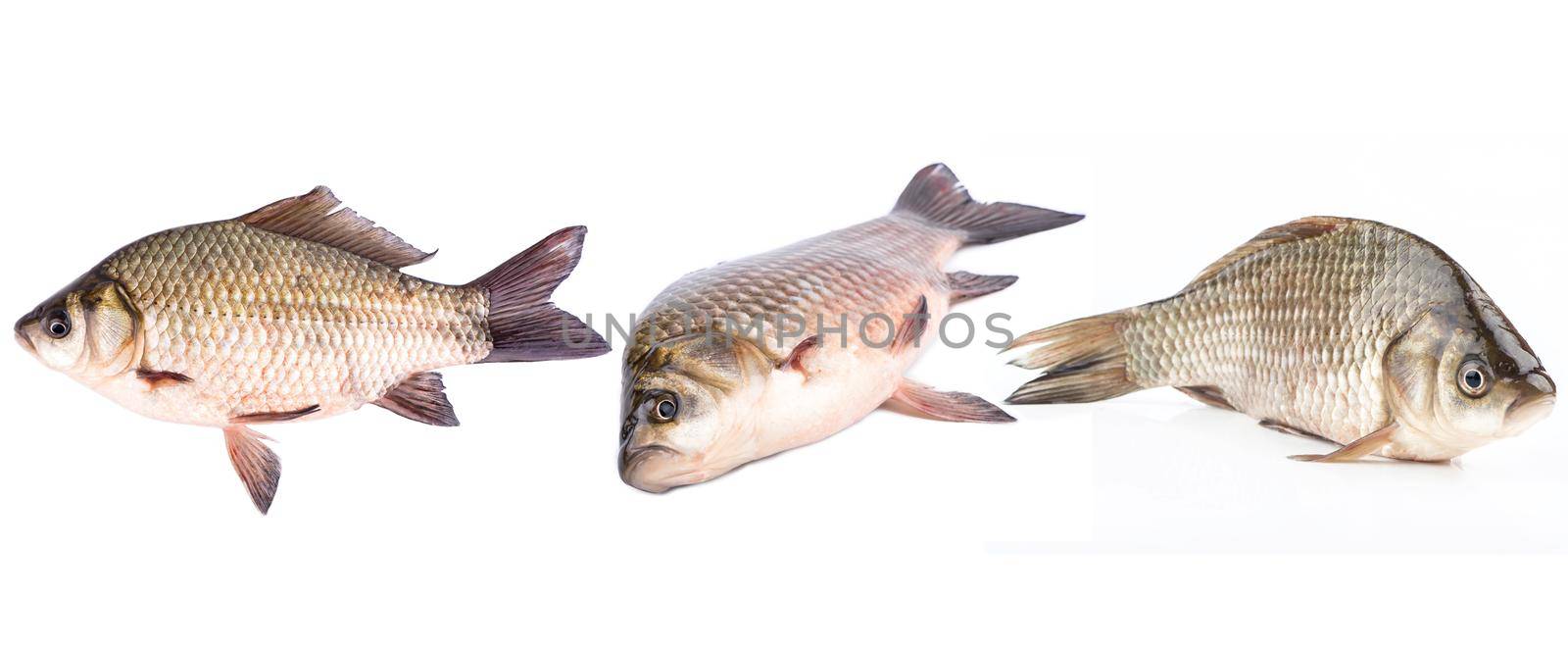 Live fish carp, set by andregric