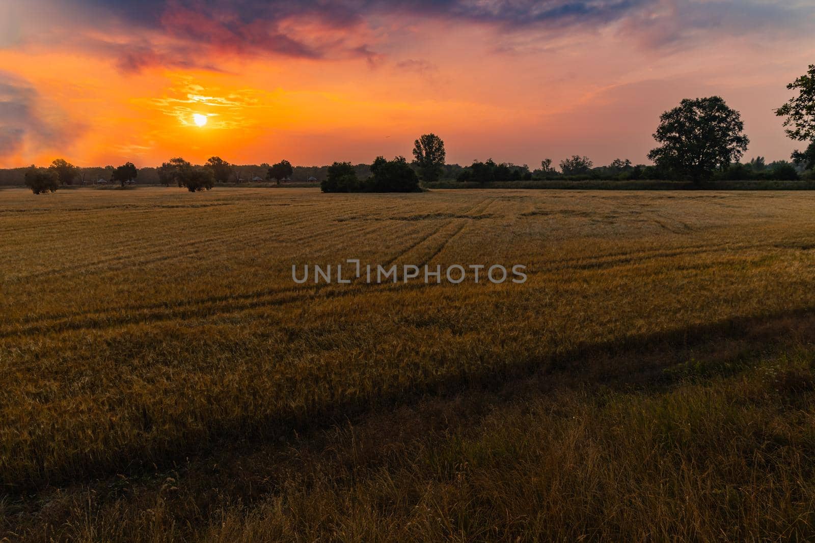 Beautiful cloudy sunrise over big yellow field and trees of forest