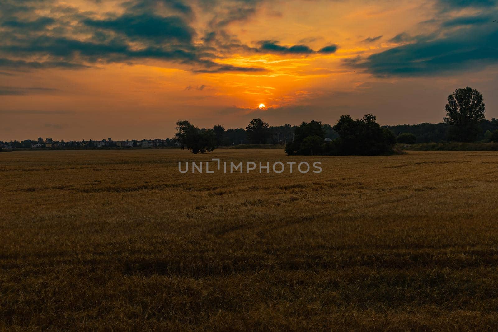 Beautiful cloudy sunrise over big yellow field and trees of forest