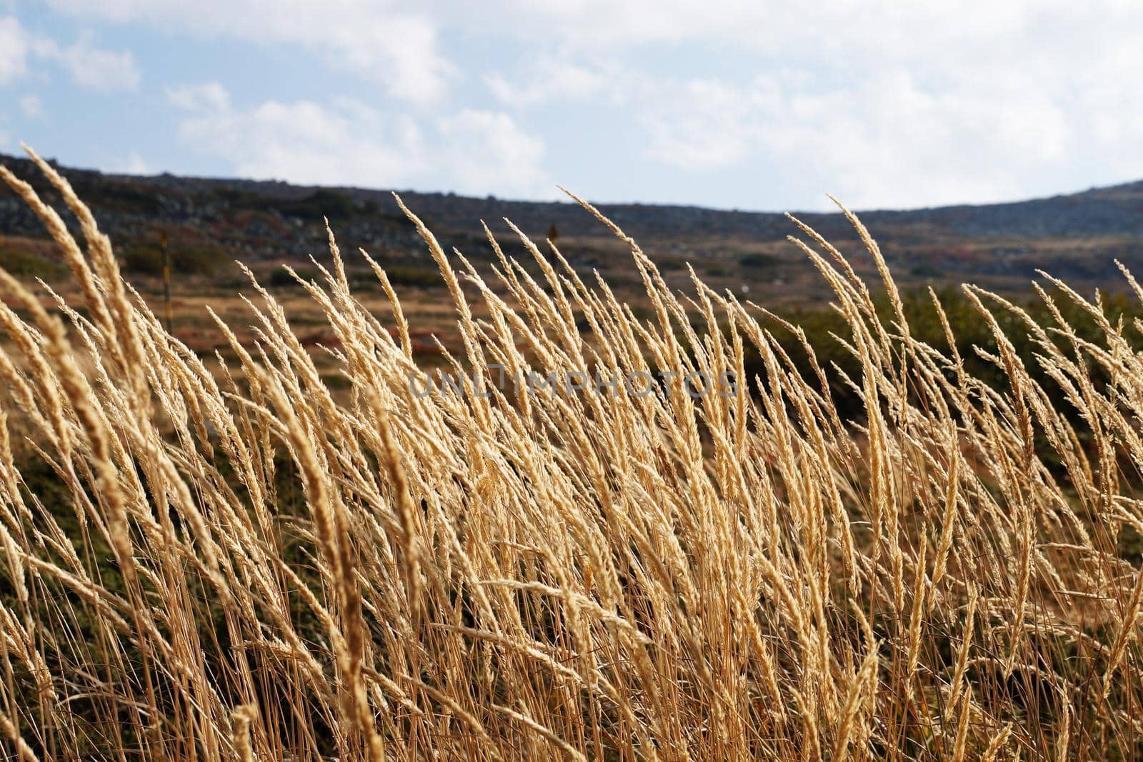 Dry feather grass in the wind with mountains in the background.