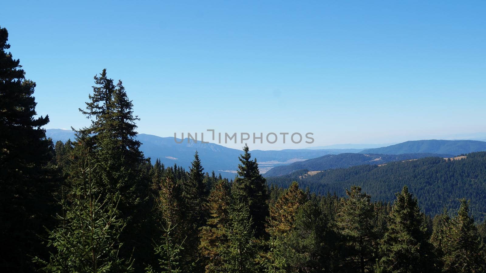 coniferous forest on the background of the mountain landscape, Bulgaria