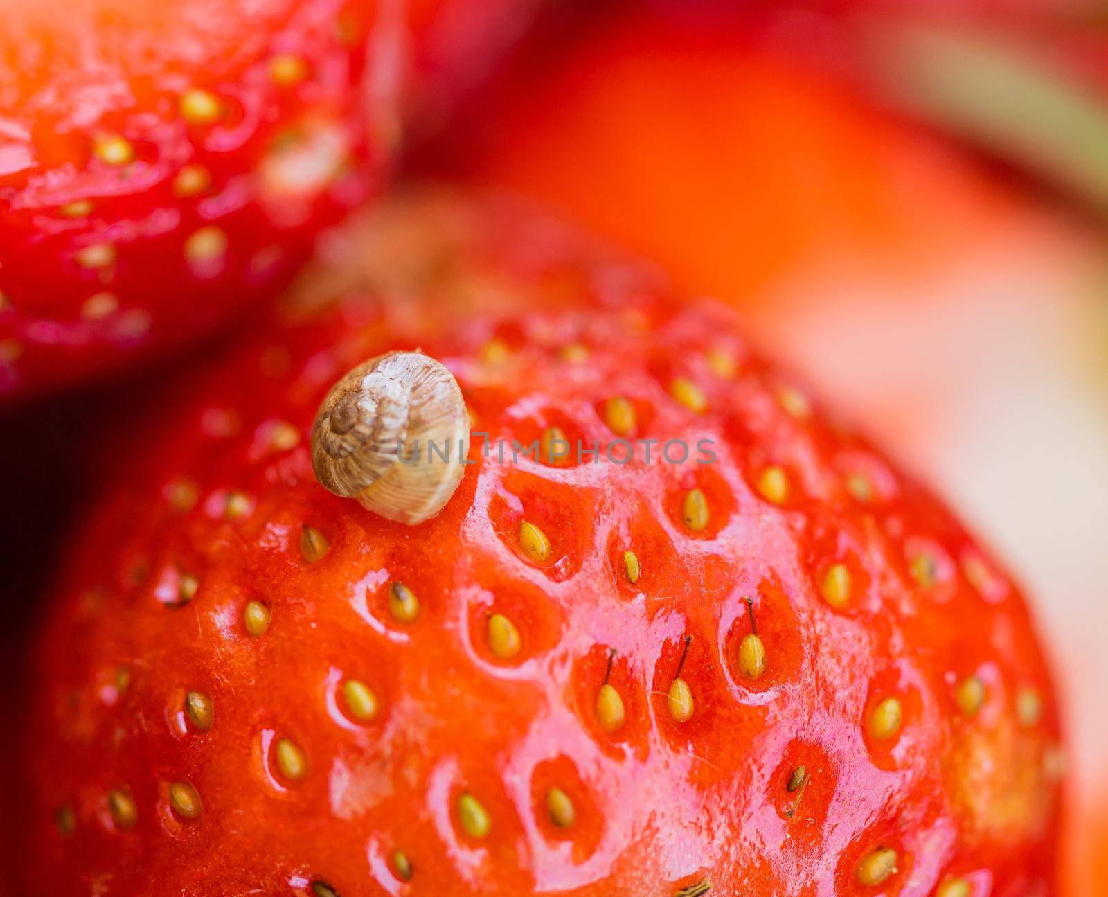 Macro photo of little snail on top red appetizing strawberry