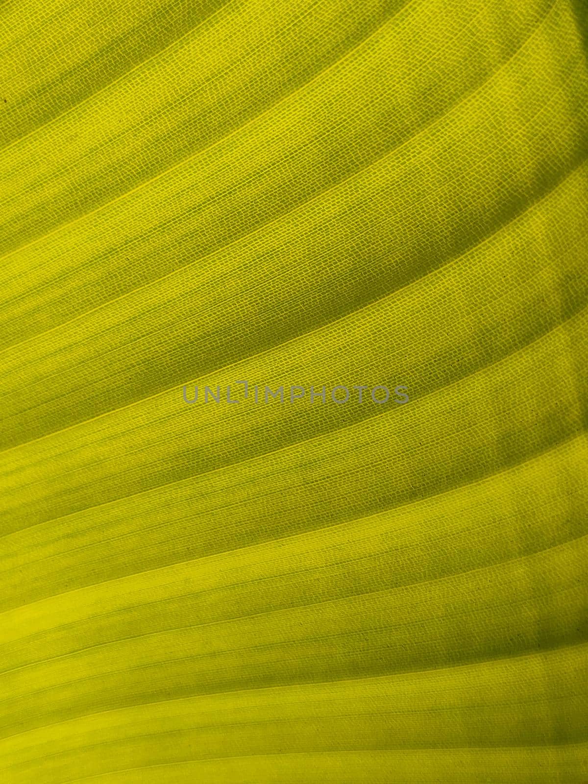 Background texture of exotic green banana leave, diagonal lines. by Laguna781