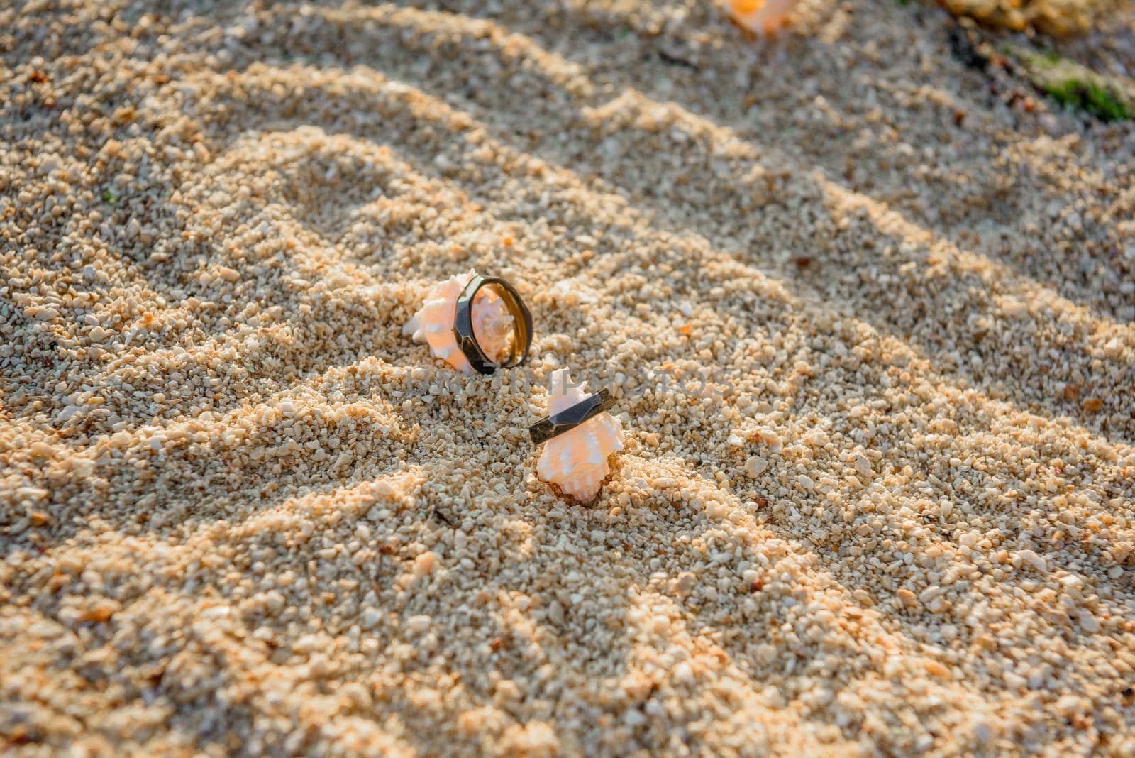 Two black rings lie on the hermit shells.