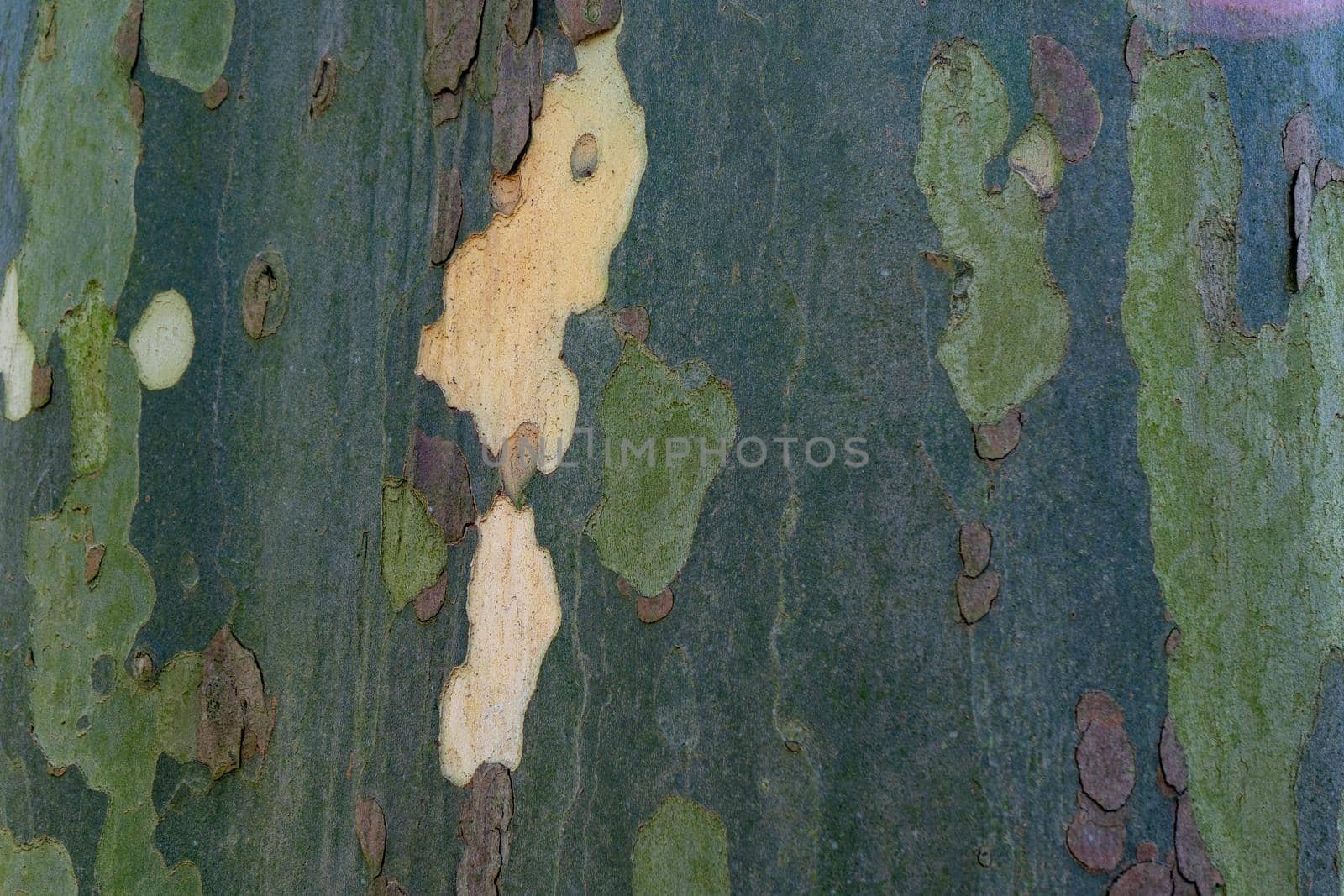 Texture of the bark of the Plátanus tree. Closeup of tree bark texture by paca-waca