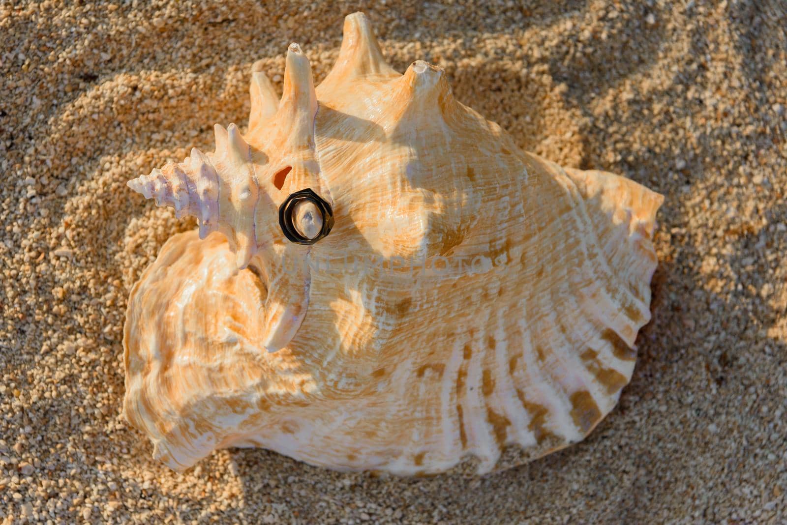 Two black rings lie on the hermit shells in the sand. by Kai_Grim