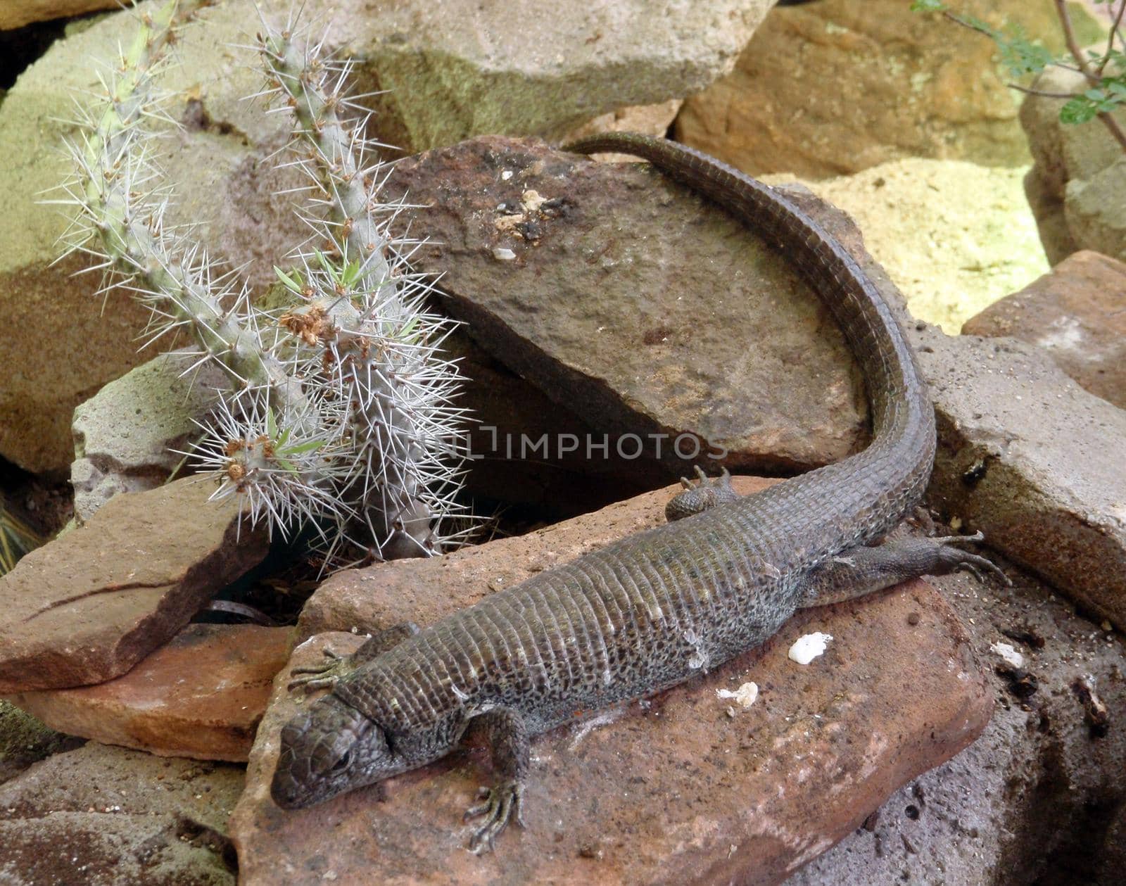 Lizard with long tail sits on rock by EricGBVD