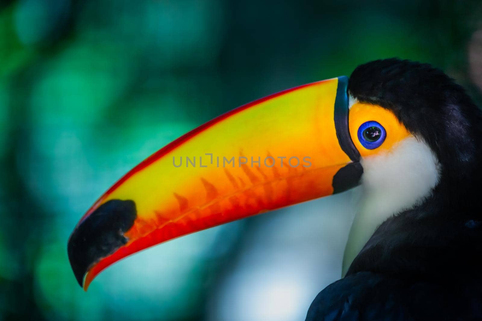 Colorful and cute Toco Toucan tropical bird in Pantanal, Brazil