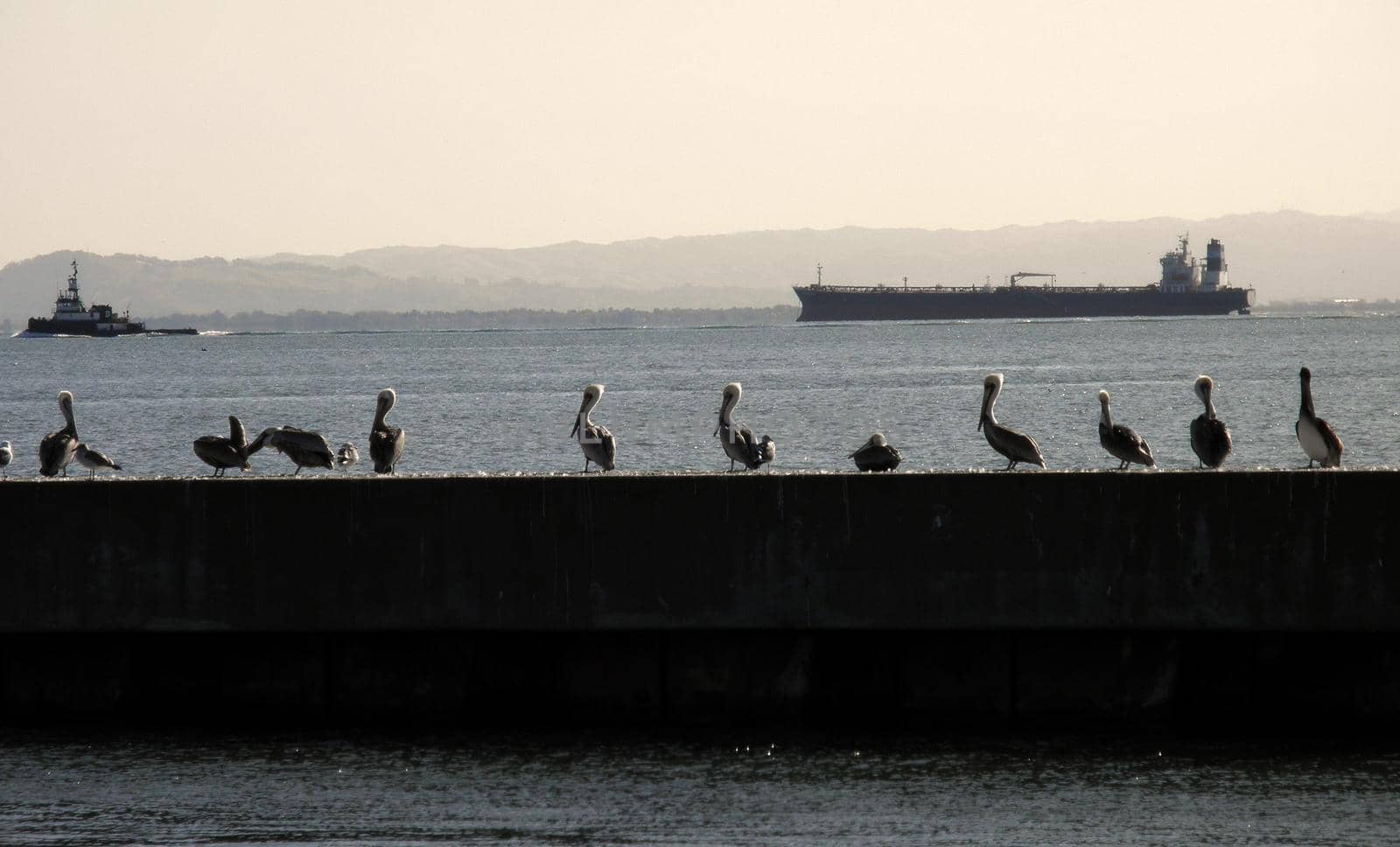 Tugboat and Cargo boat sail by a row of Pelican birds by EricGBVD