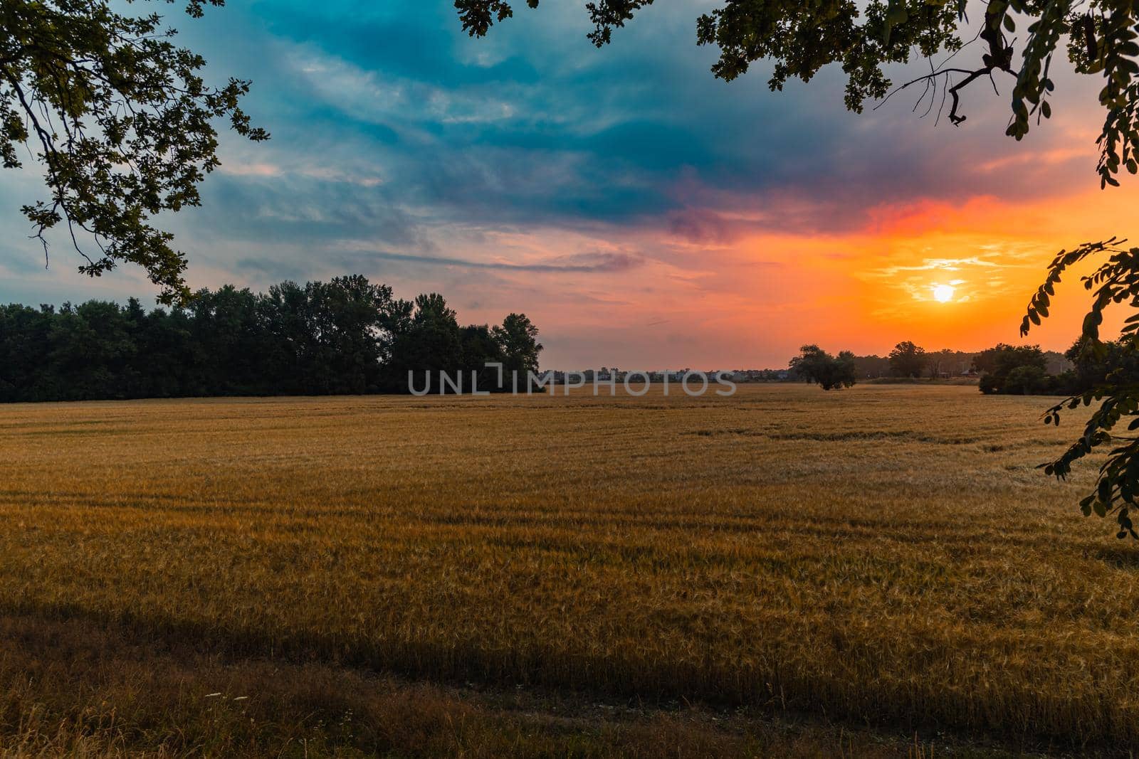 Beautiful cloudy sunrise over big yellow field and trees of forest