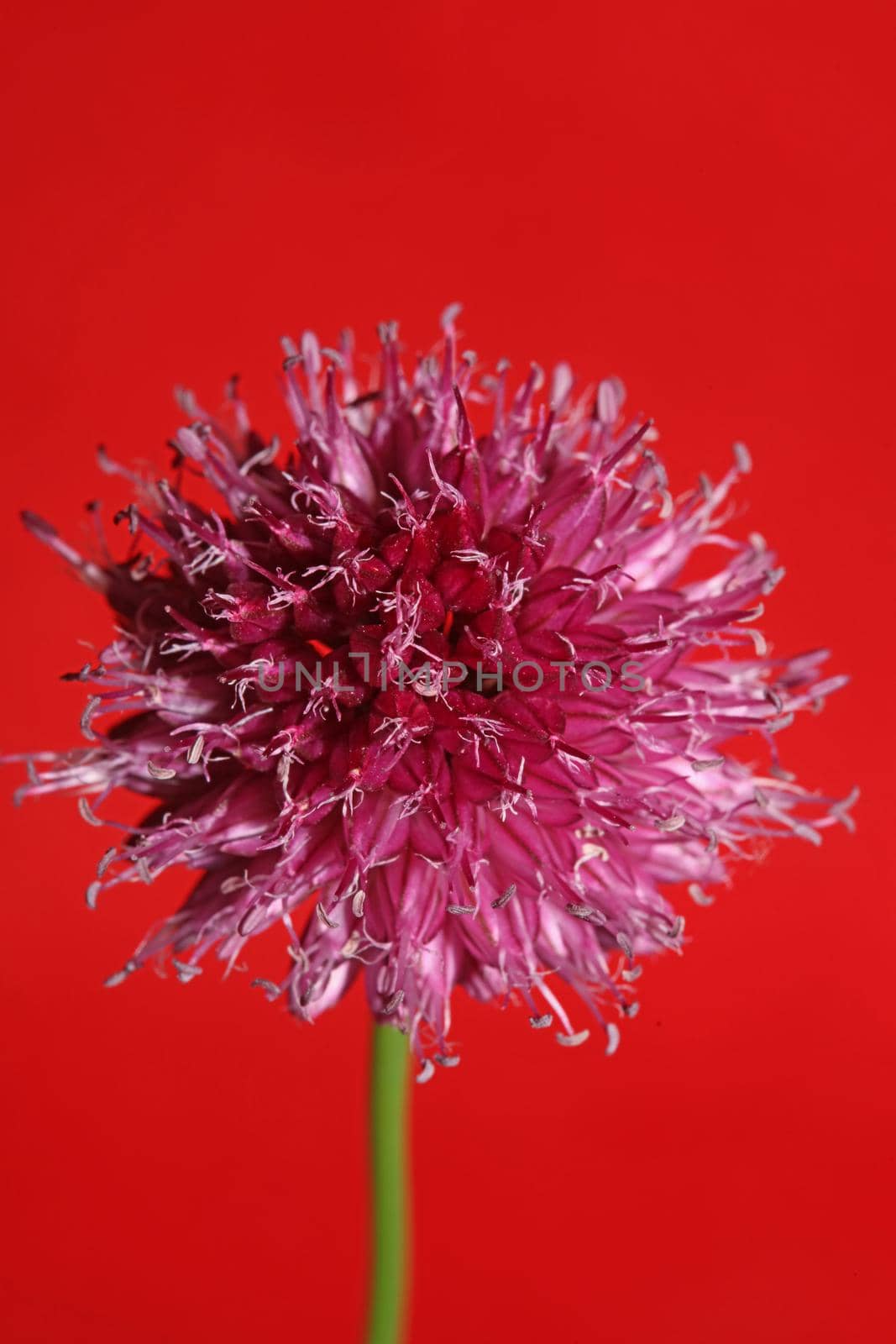 Flower blossom close up botanical modern background allium acutiflorum family amaryllidaceae big size high quality prints