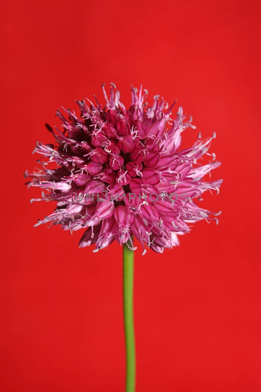 Flower blossom close up botanical modern background allium acutiflorum family amaryllidaceae big size high quality print by BakalaeroZz