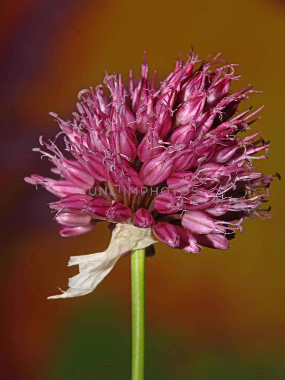 Flower blossom close up botanical modern background allium acutiflorum family amaryllidaceae big size high quality prints