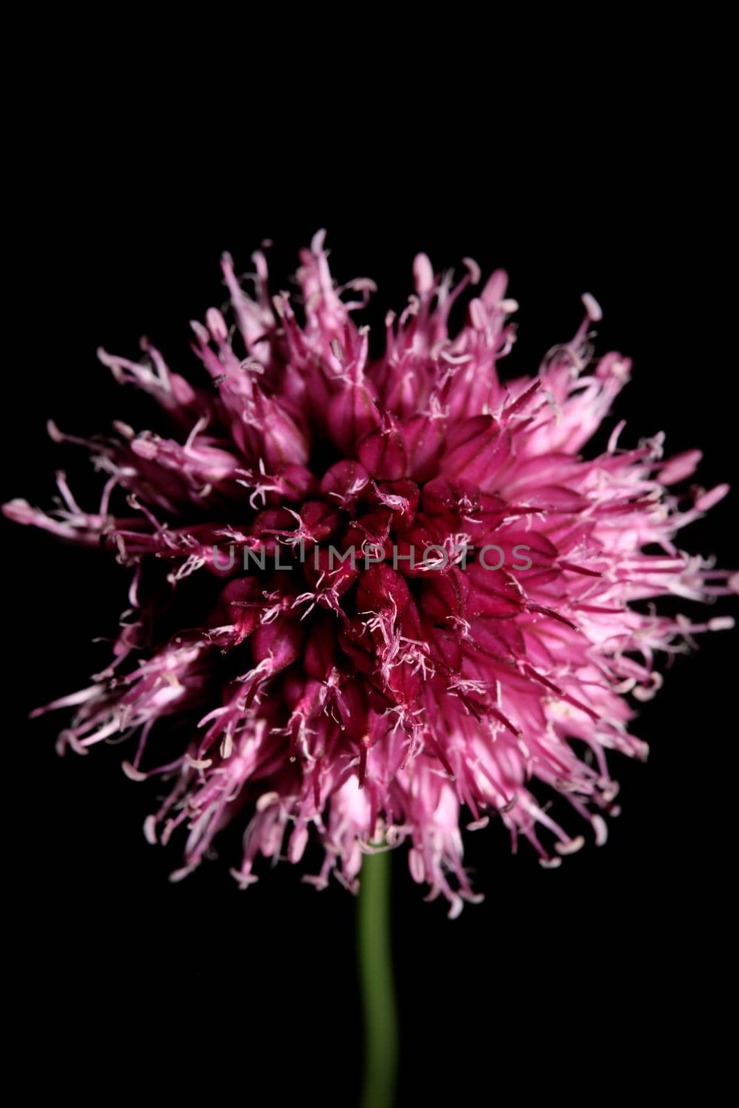 Flower blossom close up botanical modern background allium acutiflorum family amaryllidaceae big size high quality prints