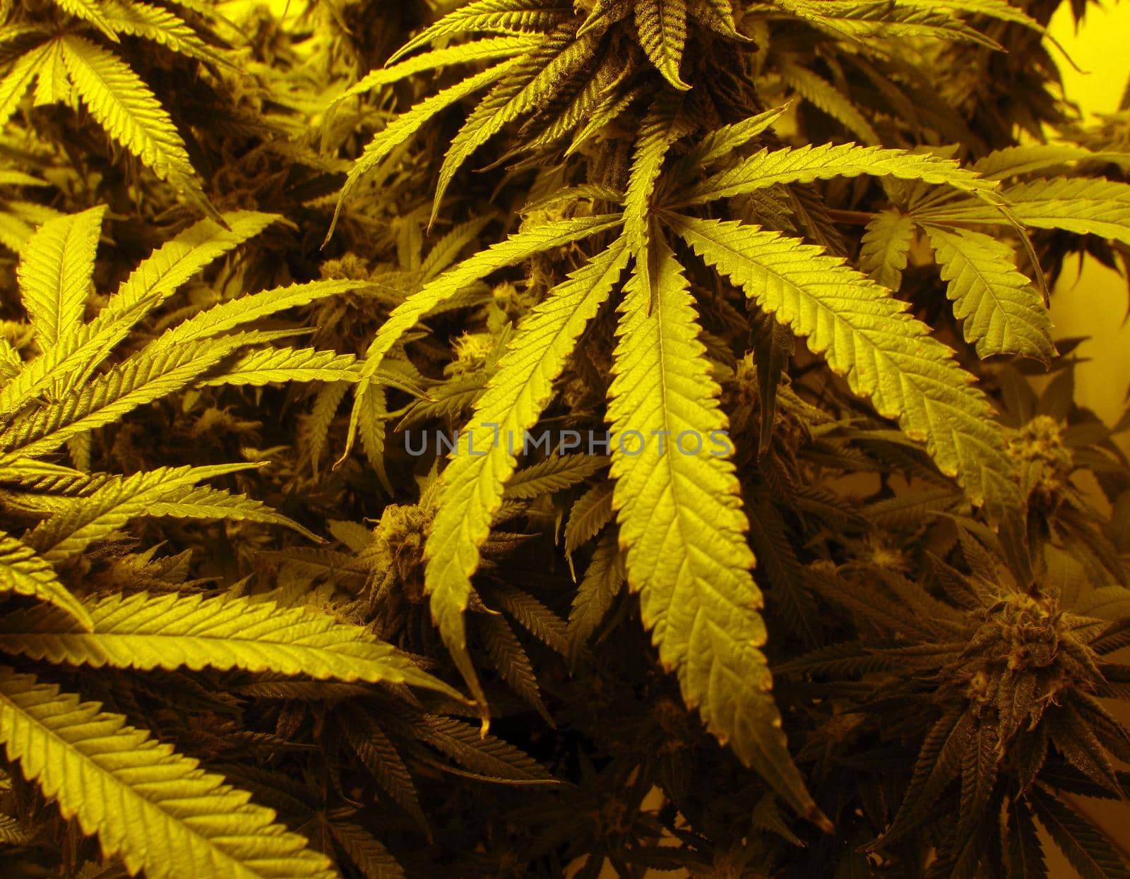 Marijuana foliage that is starting to bud