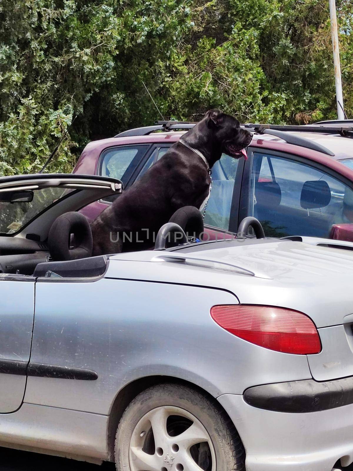 a black Rottweiler in the passenger seat guards an open convertible by Annado