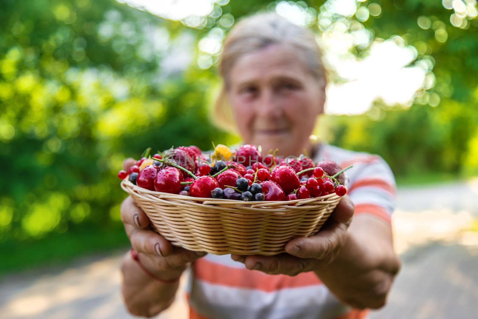 Grandmother holds a harvest of berries in her hands. Selective focus. Food.