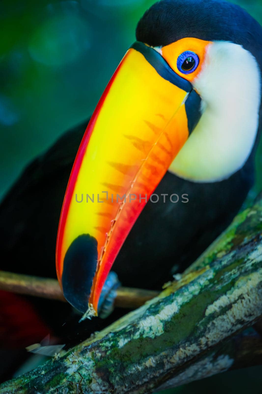 Colorful Toco Toucan tropical bird looking at camera in Pantanal, Brazil