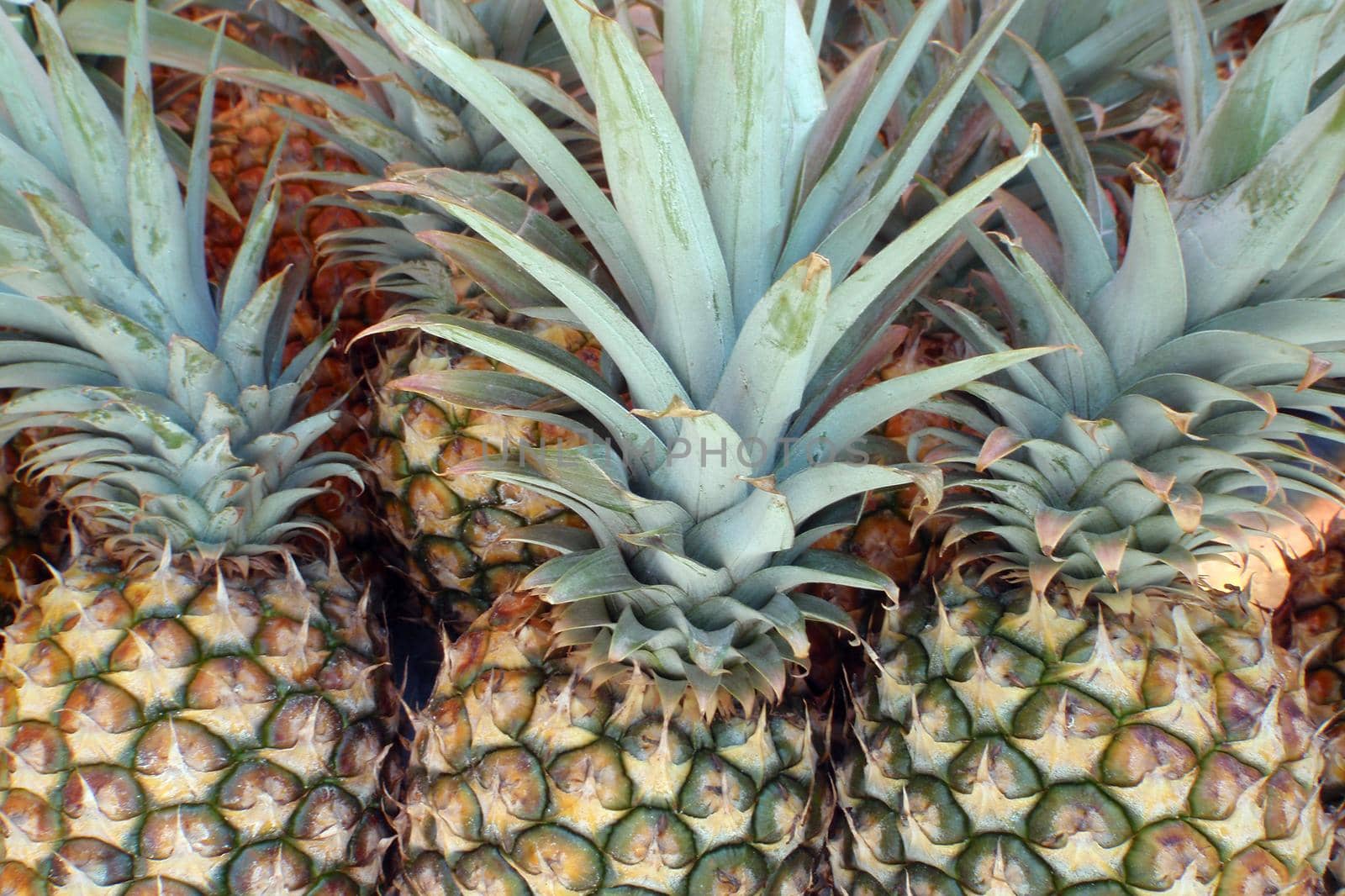 Pineapples taken at a Farmers market in Downtown Honolulu, Hawaii