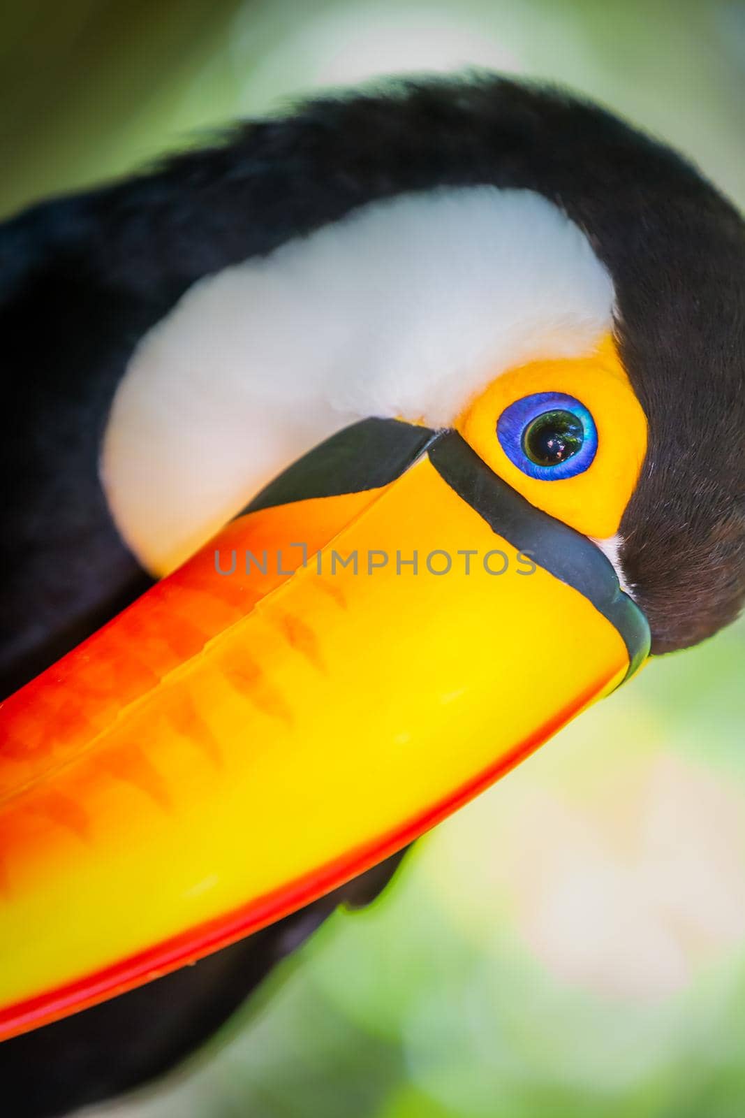 Colorful Toco Toucan tropical bird looking at camera in Pantanal, Brazil