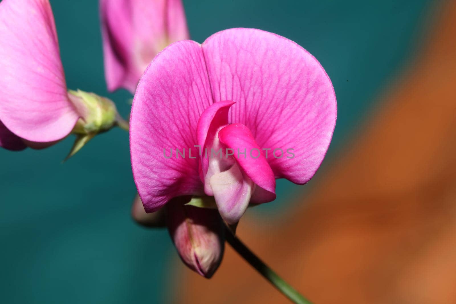 Wild purple flower blossom close up botanical background lathyrus latifolius family leguminosae high quality big size modern print