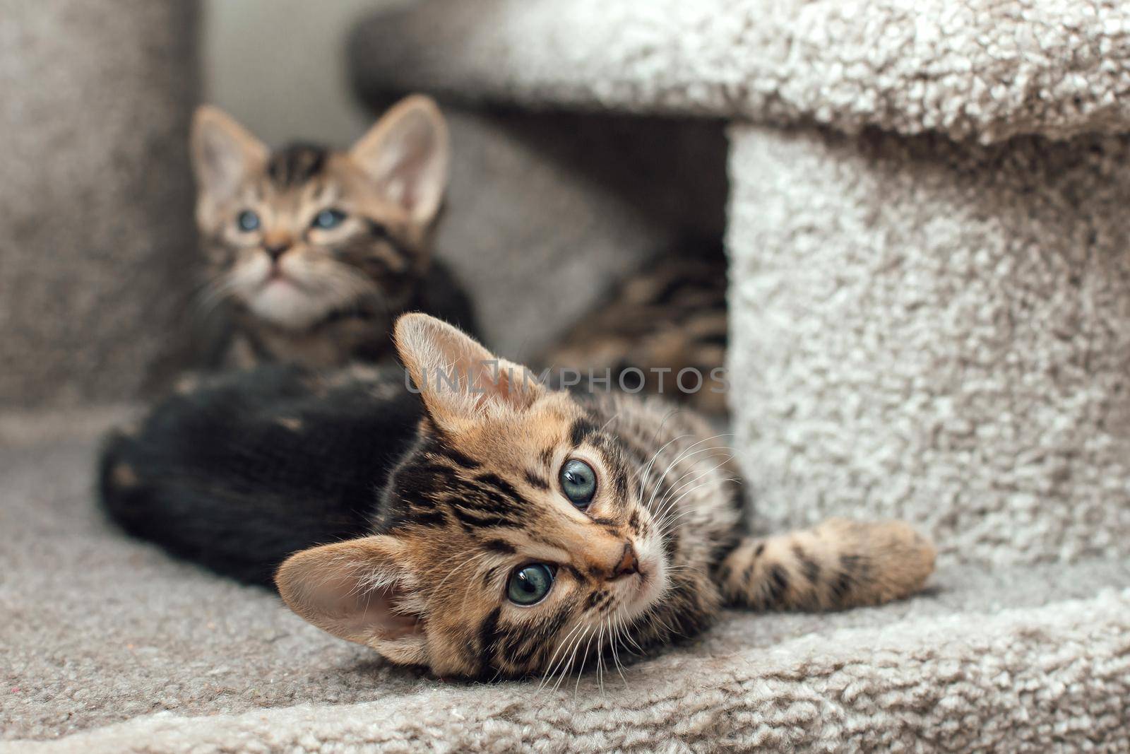 Two young cute bengal kittens sitting on a soft cat's shelf of a cat's house indoors.