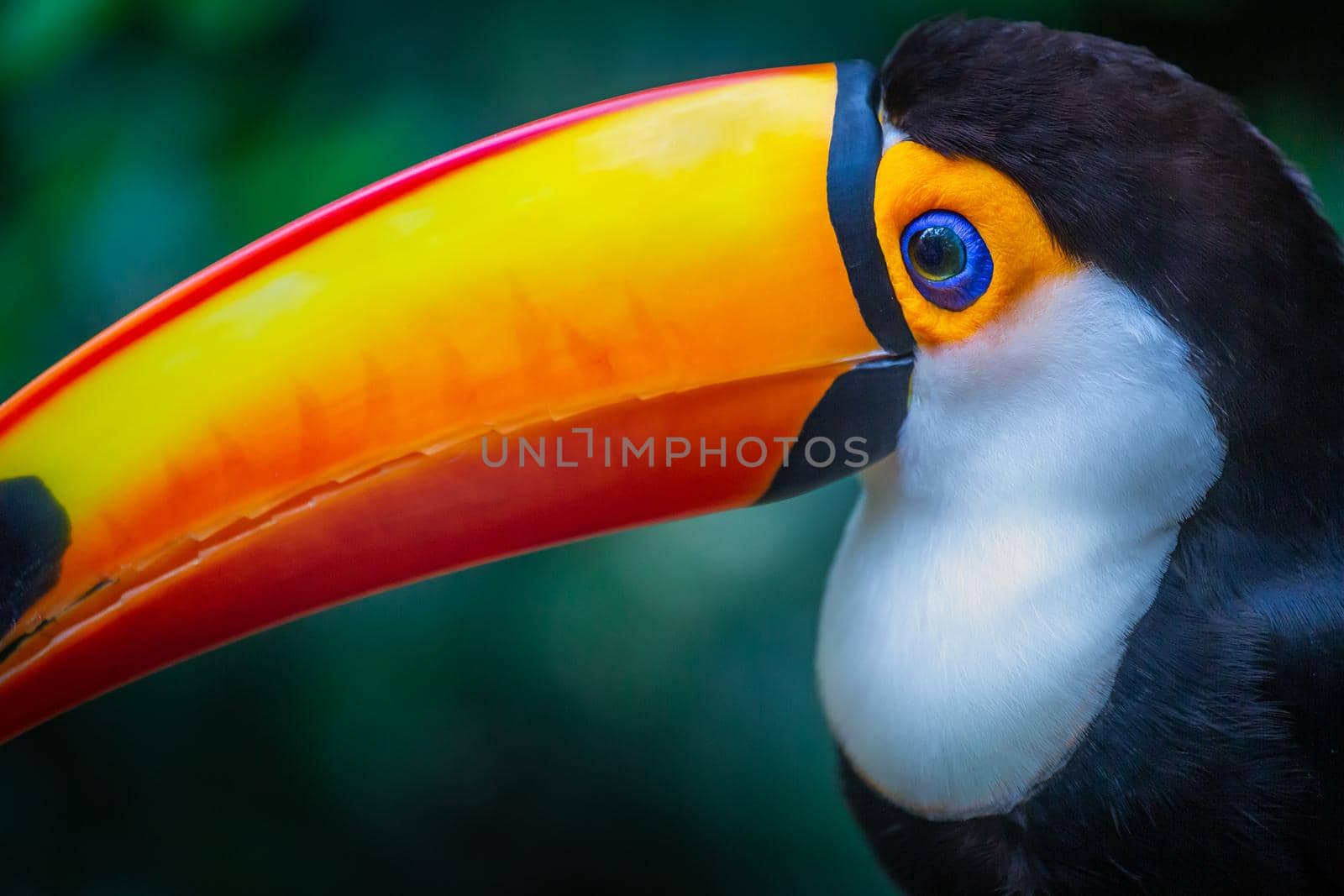 Colorful Toco Toucan tropical bird in Pantanal, Brazil