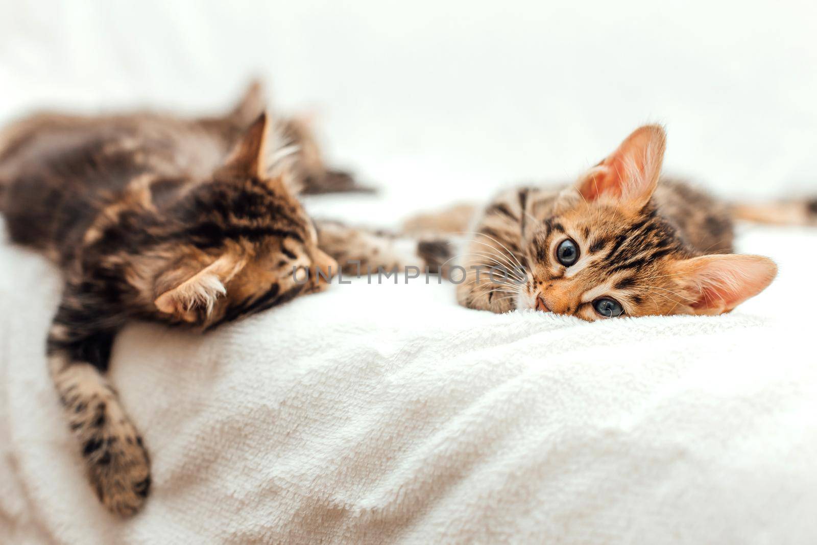 Two cute one month old bengal kittens sleeping on the white fury blanket.