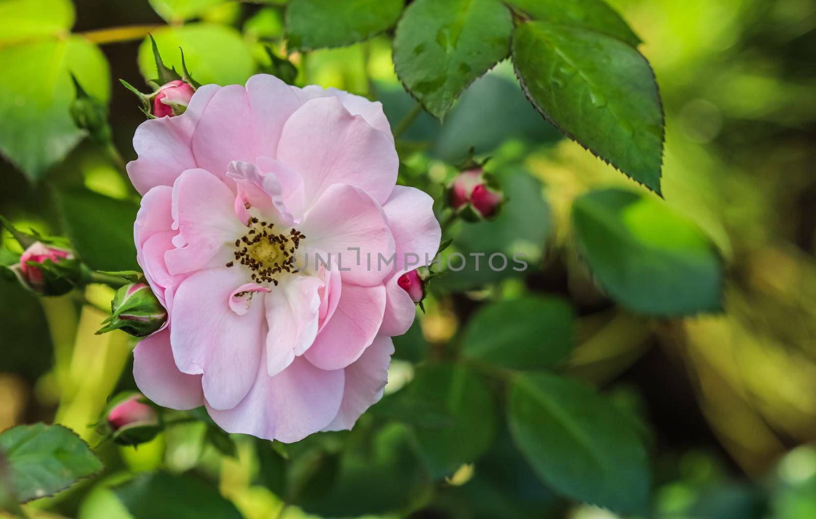 Soft pink rose Bonica with buds in the garden. Perfect for background of greeting cards