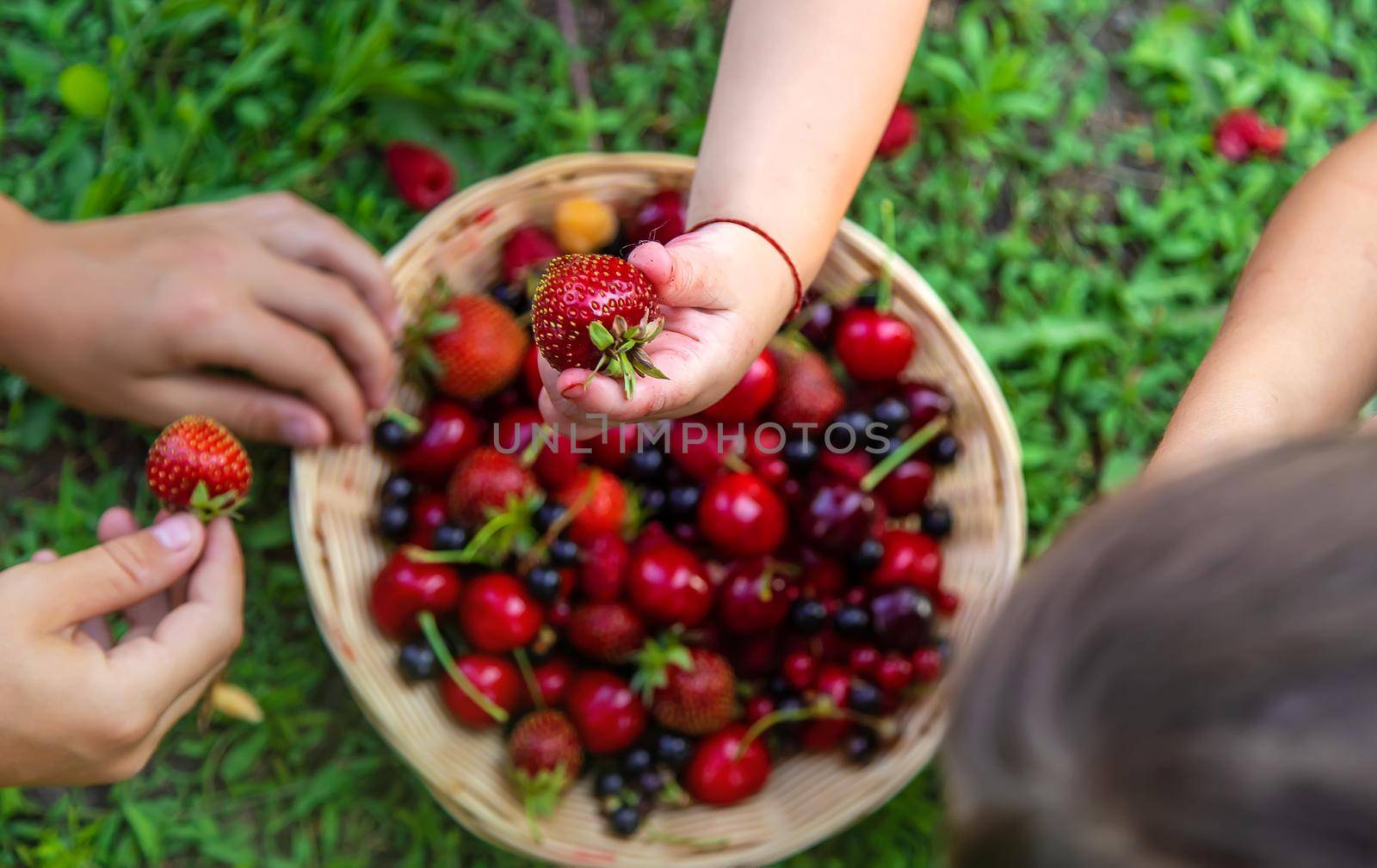 The child eats berries in the garden. Selective focus. Kid.