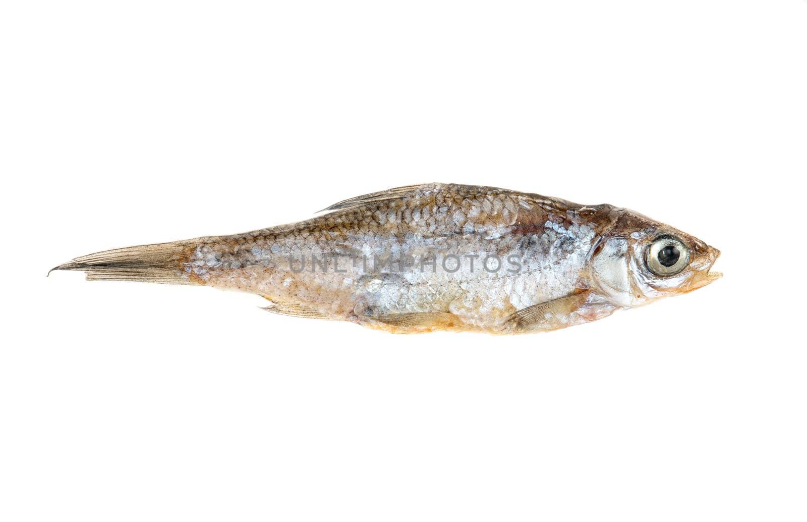 Dry small fish isolated on a white background, top view