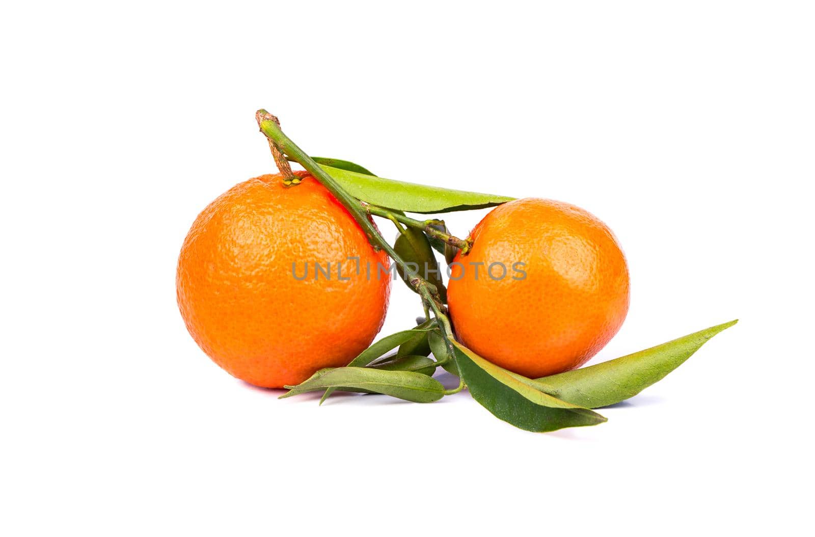 Small branch with fresh fruits two tangerines and leaf on a white background
