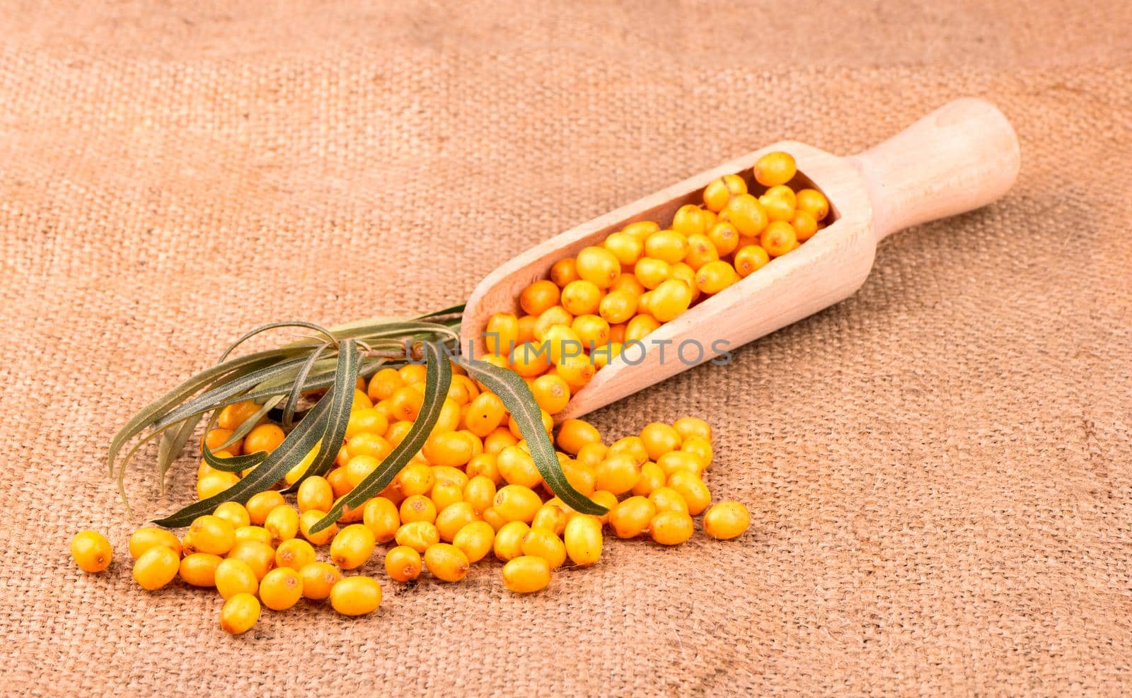 Fresh sea buckthorn berries in a wooden scoop with leaves on sacking